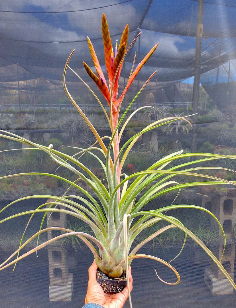 Tillandsia Hawaiian Revelry. (magnispica x caput-medusae)