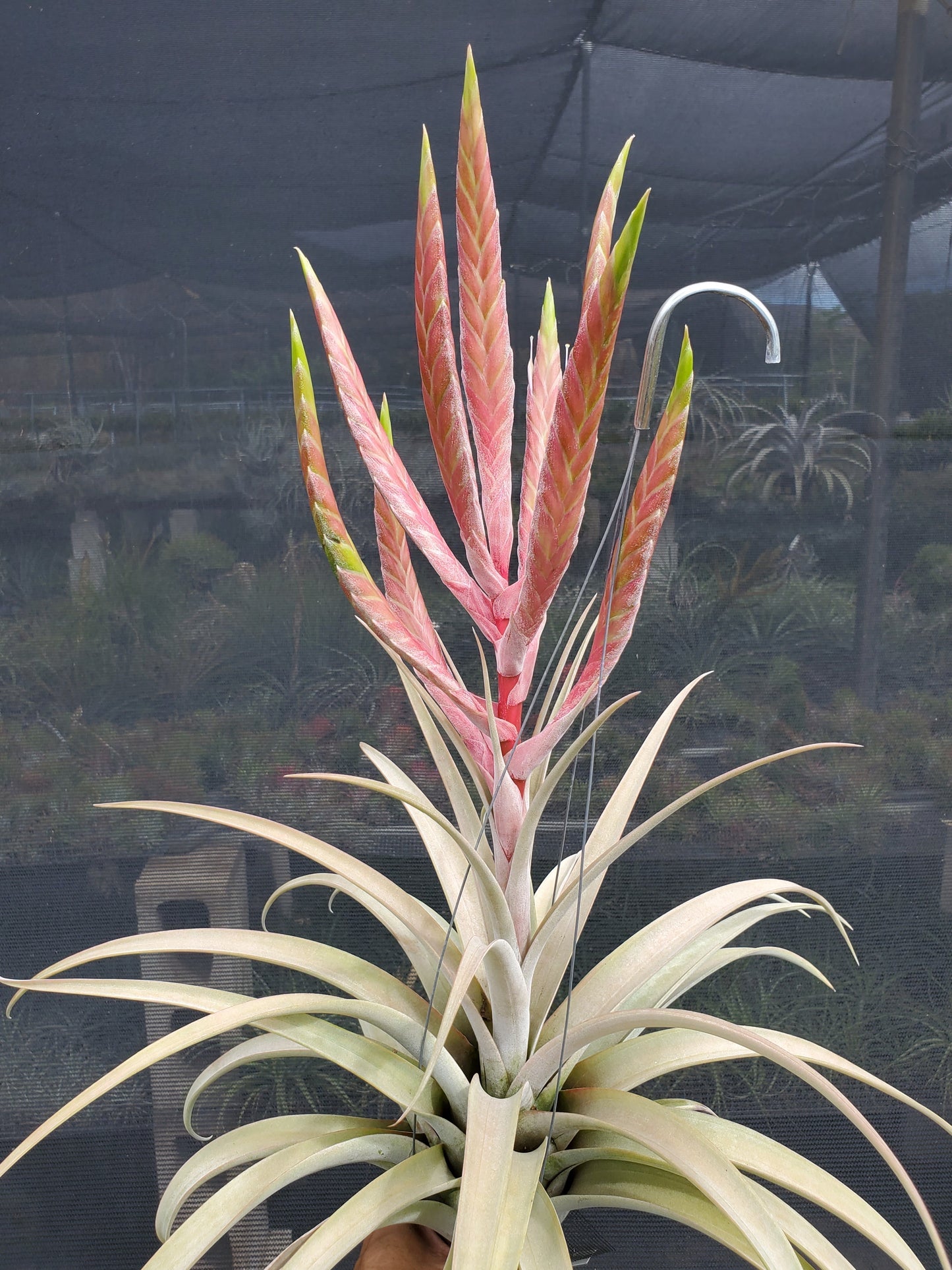 Tillandsia chiapensis x (rothii x xerographica)