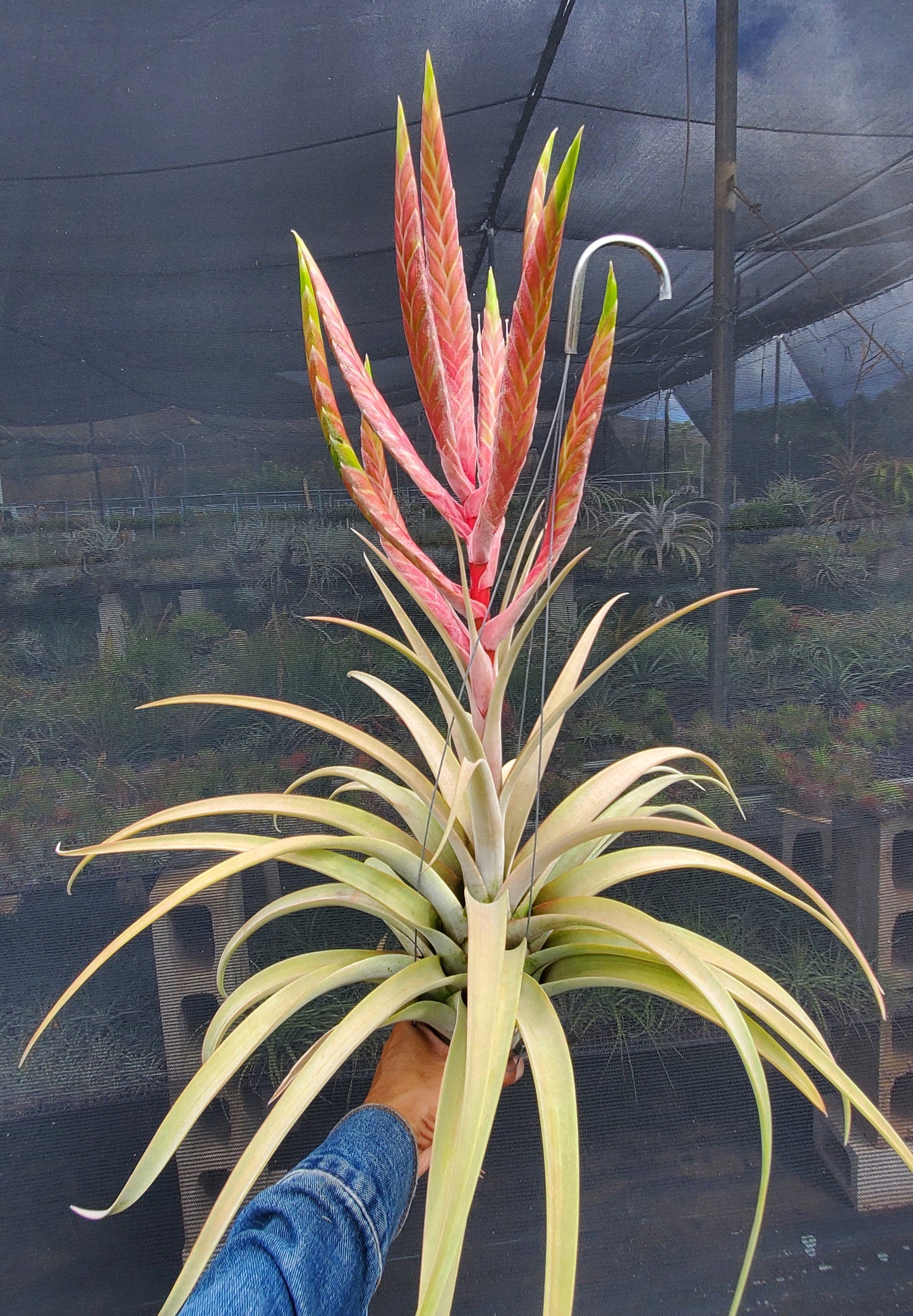 Tillandsia chiapensis x (rothii x xerographica)