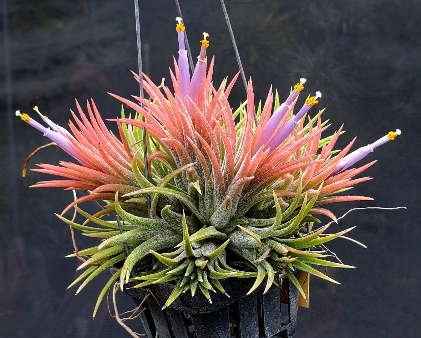 Tillandsia ionantha Hawaiian Coral