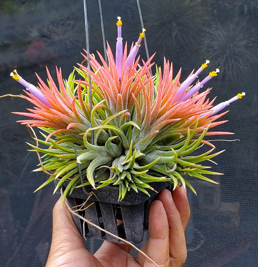 Tillandsia ionantha Hawaiian Coral