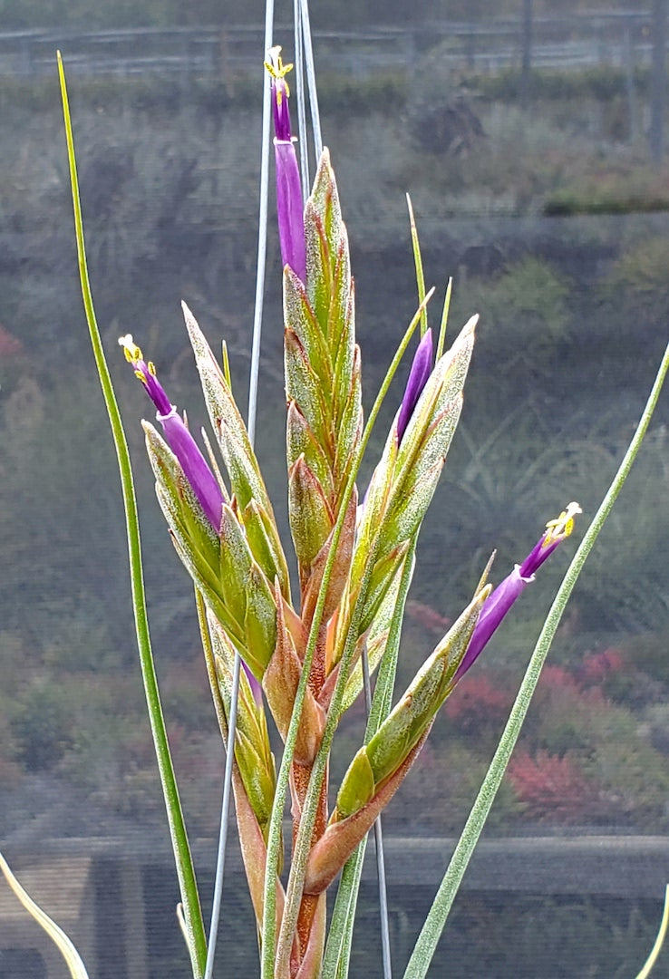 Tillandsia Hawaiian Blend. [tricolor x (Lucille x bulbosa)]