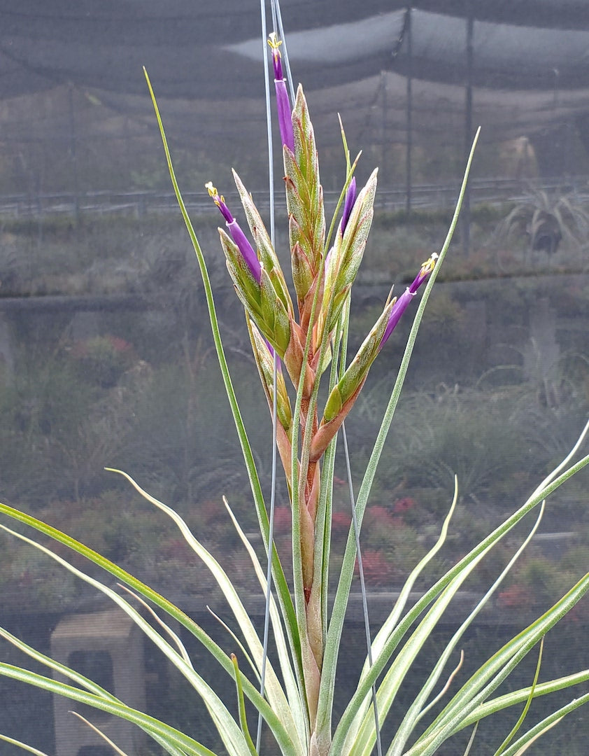 Tillandsia Hawaiian Blend. [tricolor x (Lucille x bulbosa)]