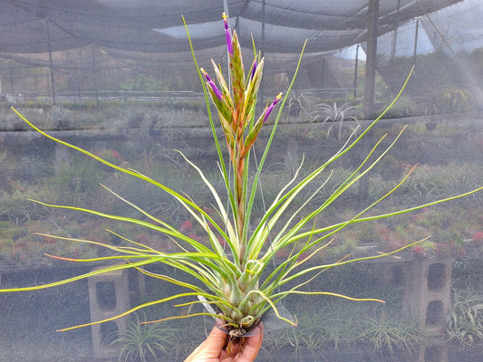 Tillandsia Hawaiian Blend. [tricolor x (Lucille x bulbosa)]