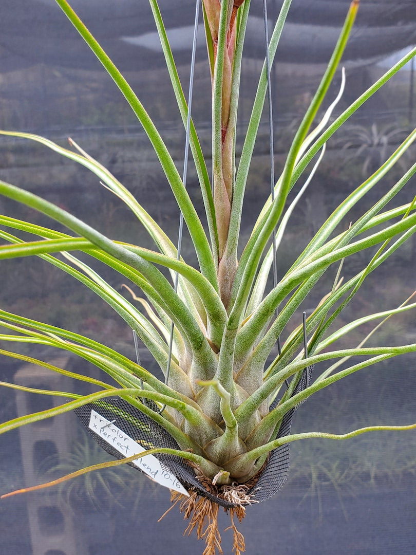 Tillandsia Hawaiian Blend. [tricolor x (Lucille x bulbosa)]