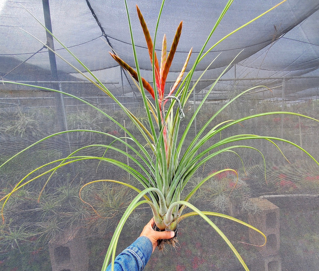 Tillandsia Hawaiian Revelry. (magnispica x caput-medusae)