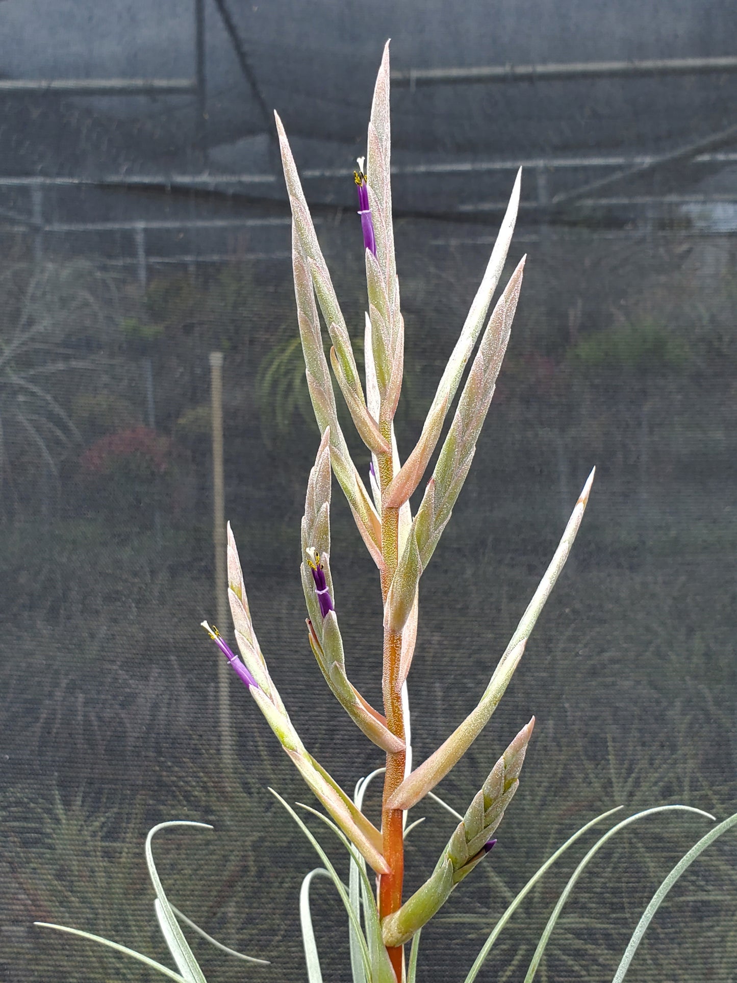 Tillandsia exserta large form x streptophylla