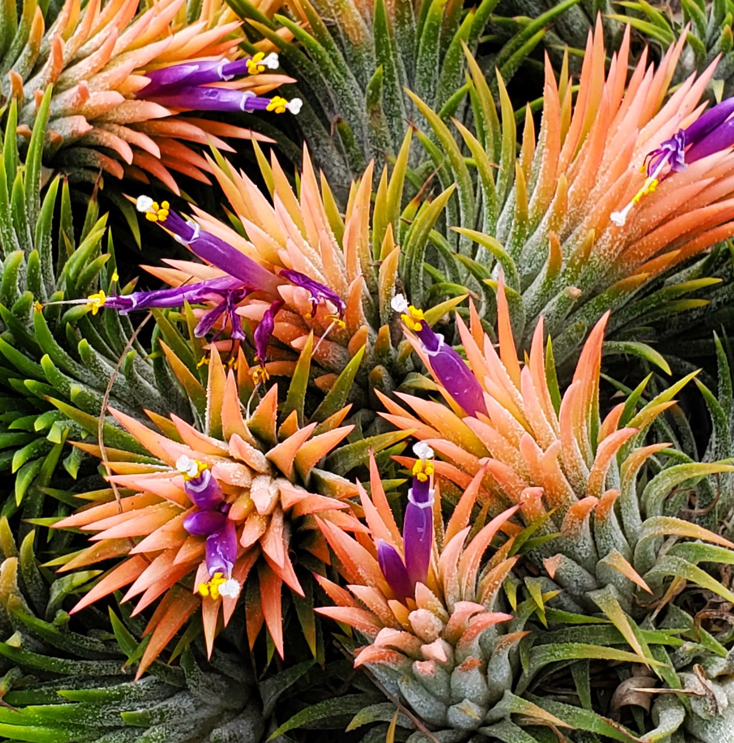 Tillandsia ionantha Peach.  (with violet flowers)