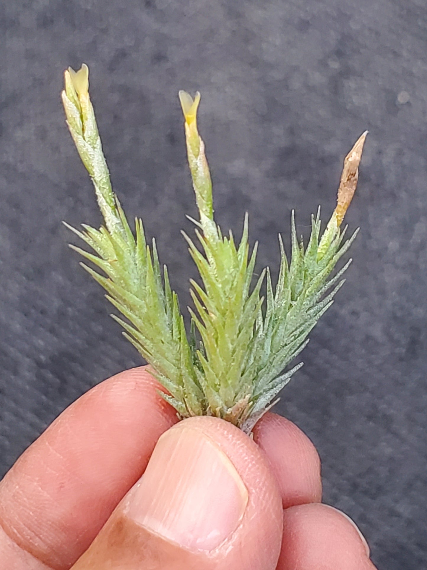 Tillandsia pedicellata