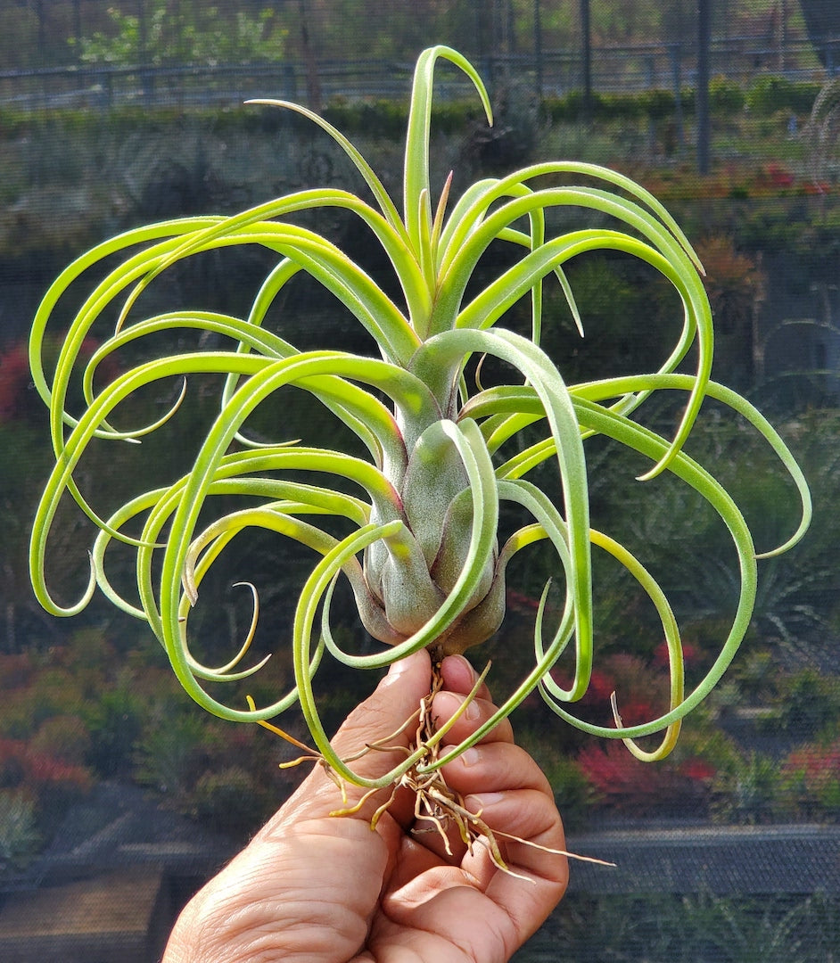 Tillandsia Hawaiian Darling. (Califano x streptophylla)