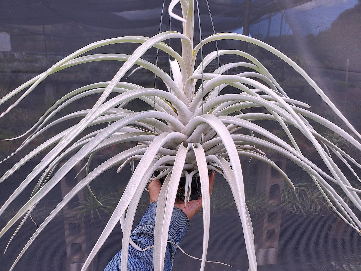 Tillandsia Hawaiian Clouds. (fasciculata v. hondurensis x harrisii)