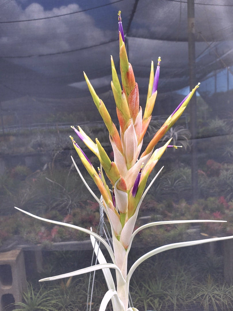 Tillandsia Hawaiian Clouds. (fasciculata v. hondurensis x harrisii)