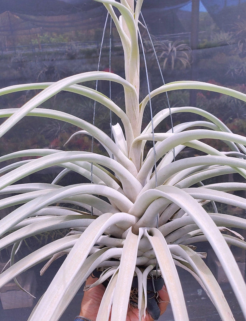 Tillandsia Hawaiian Clouds. (fasciculata v. hondurensis x harrisii)