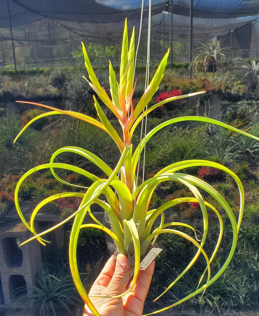 Tillandsia Hawaiian visit. (roland-gosselinii x paucifolia)