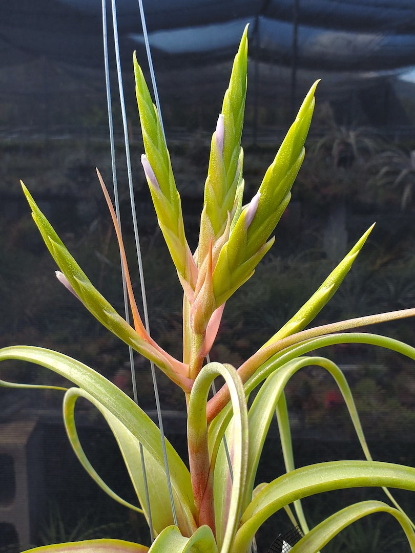 Tillandsia Hawaiian visit. (roland-gosselinii x paucifolia)