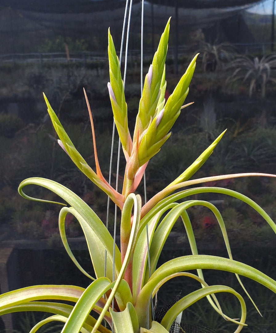 Tillandsia Hawaiian visit. (roland-gosselinii x paucifolia)