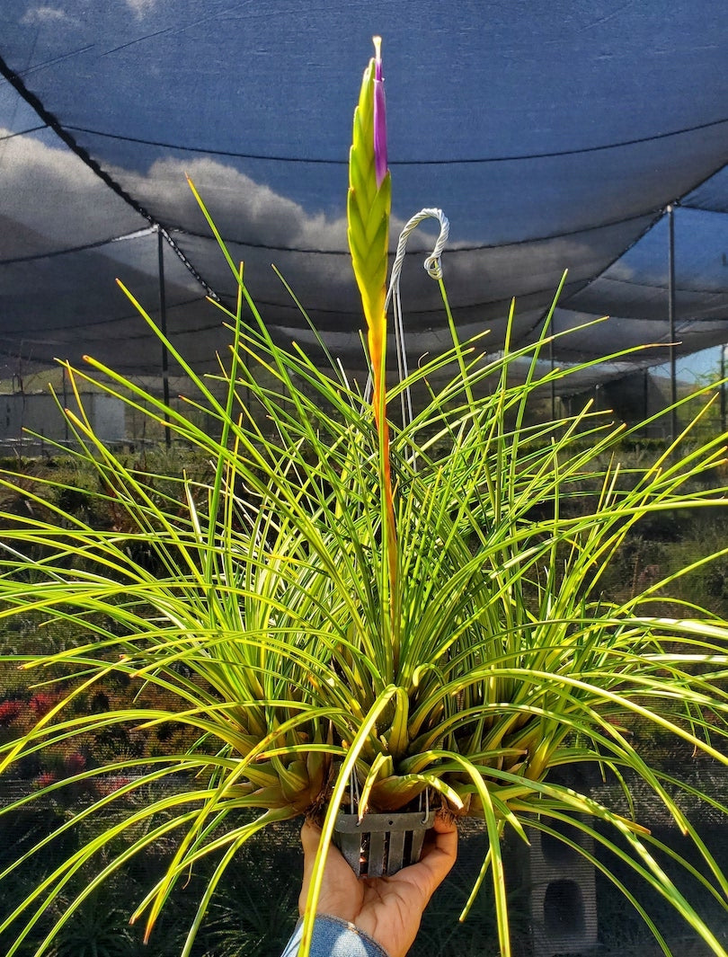 Tillandsia Hawaiian Classic. (tricolor variegated)