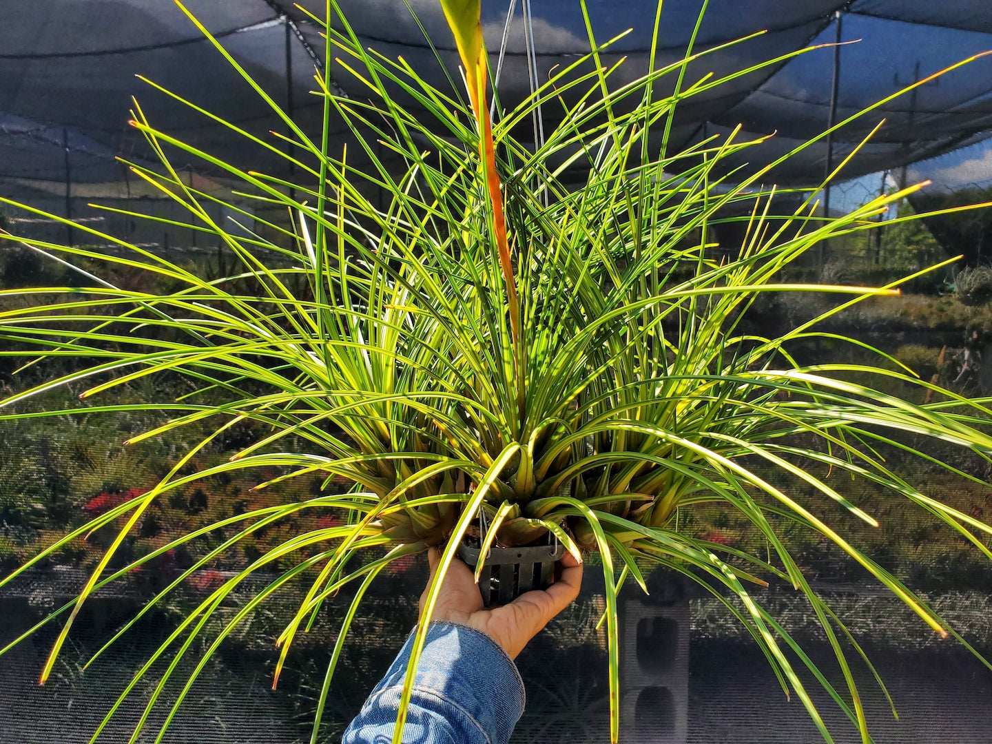 Tillandsia Hawaiian Classic. (tricolor variegated)