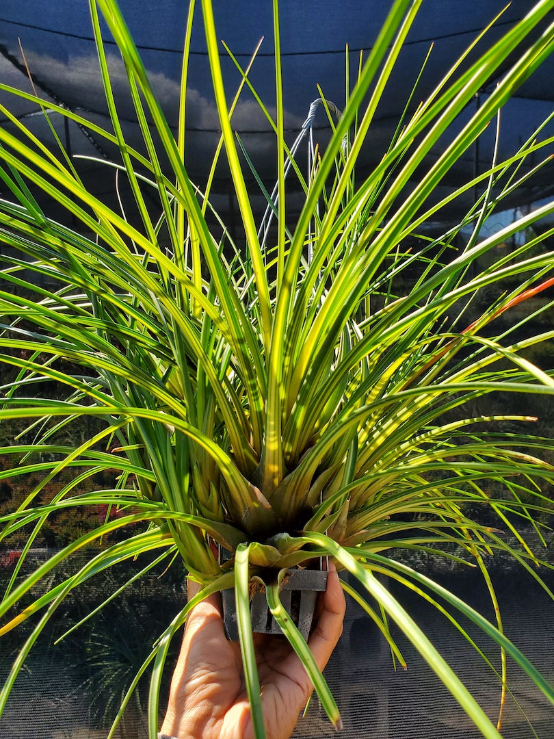 Tillandsia Hawaiian Classic. (tricolor variegated)