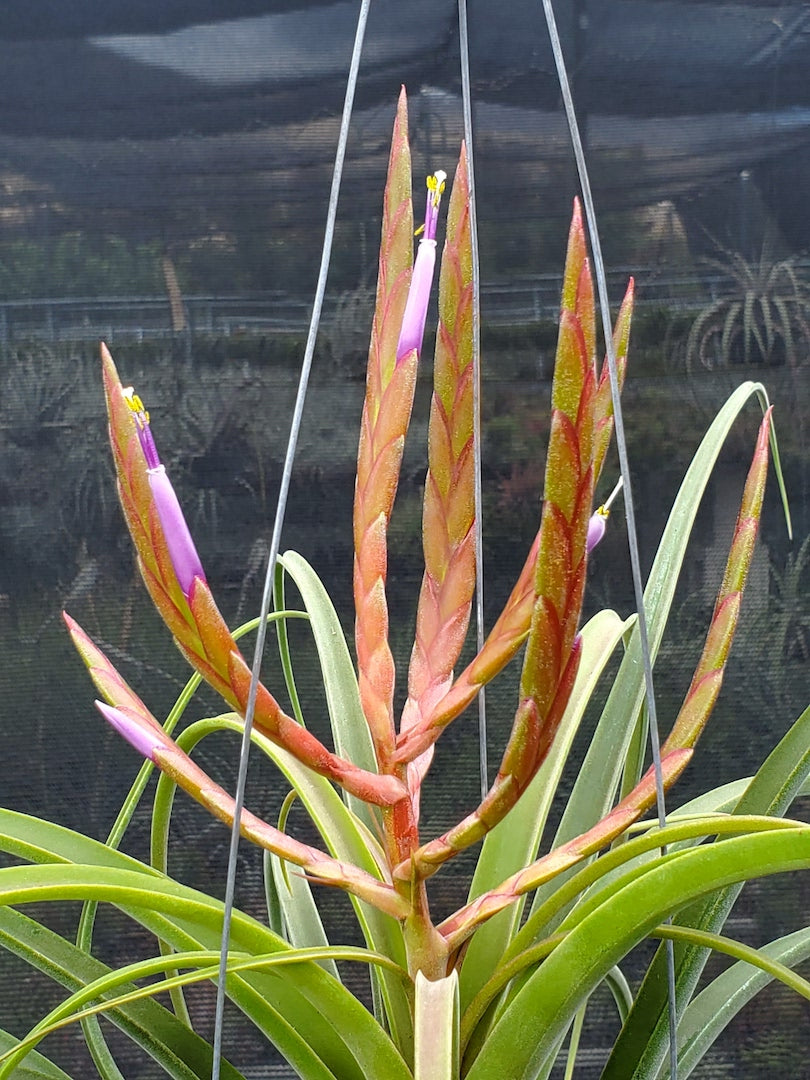 Tillandsia Hawaiian Festival. [(concolor x streptophylla) x caput-medusae]