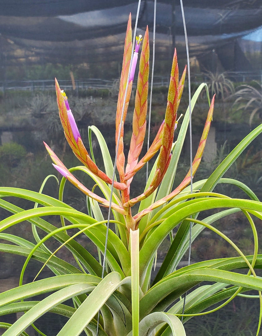 Tillandsia Hawaiian Festival. [(concolor x streptophylla) x caput-medusae]