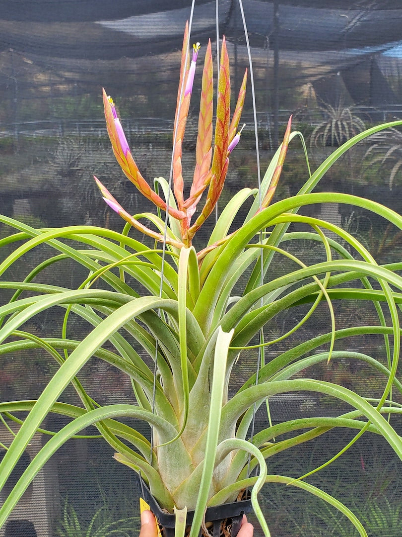 Tillandsia Hawaiian Festival. [(concolor x streptophylla) x caput-medusae]