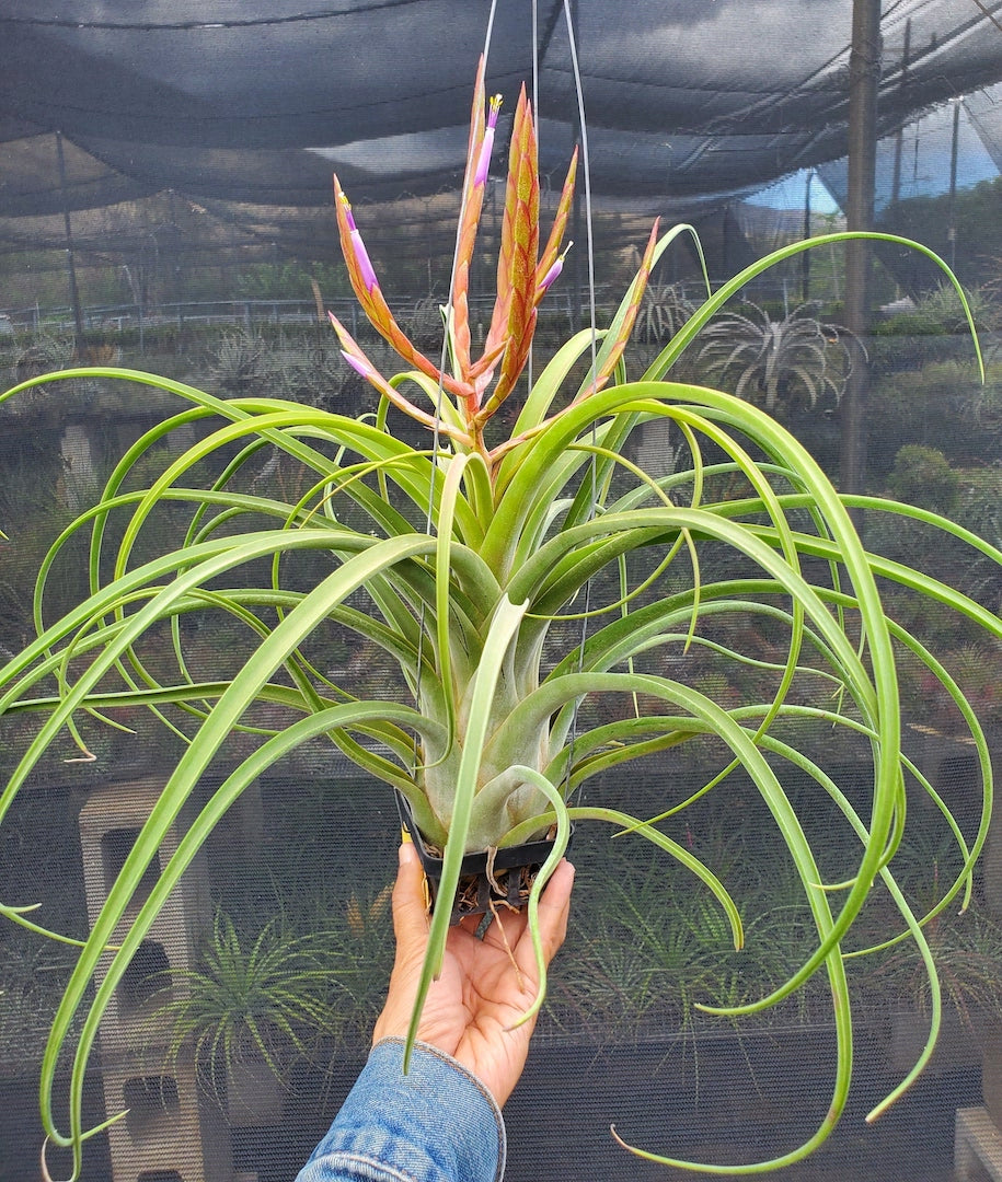 Tillandsia Hawaiian Festival. [(concolor x streptophylla) x caput-medusae]