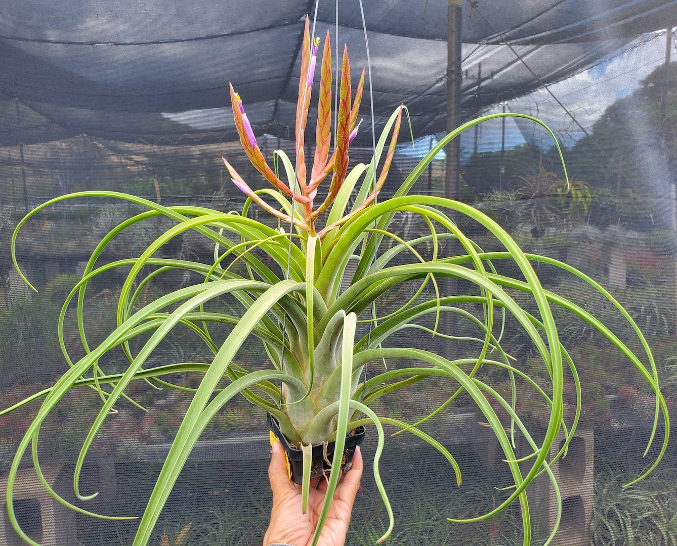 Tillandsia Hawaiian Festival. [(concolor x streptophylla) x caput-medusae]