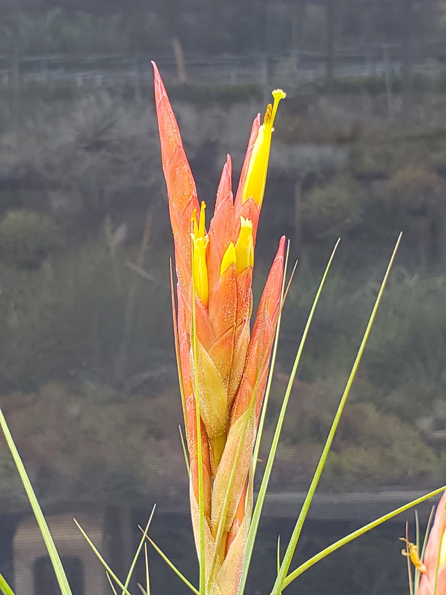 Tillandsia schiedeana x concolor