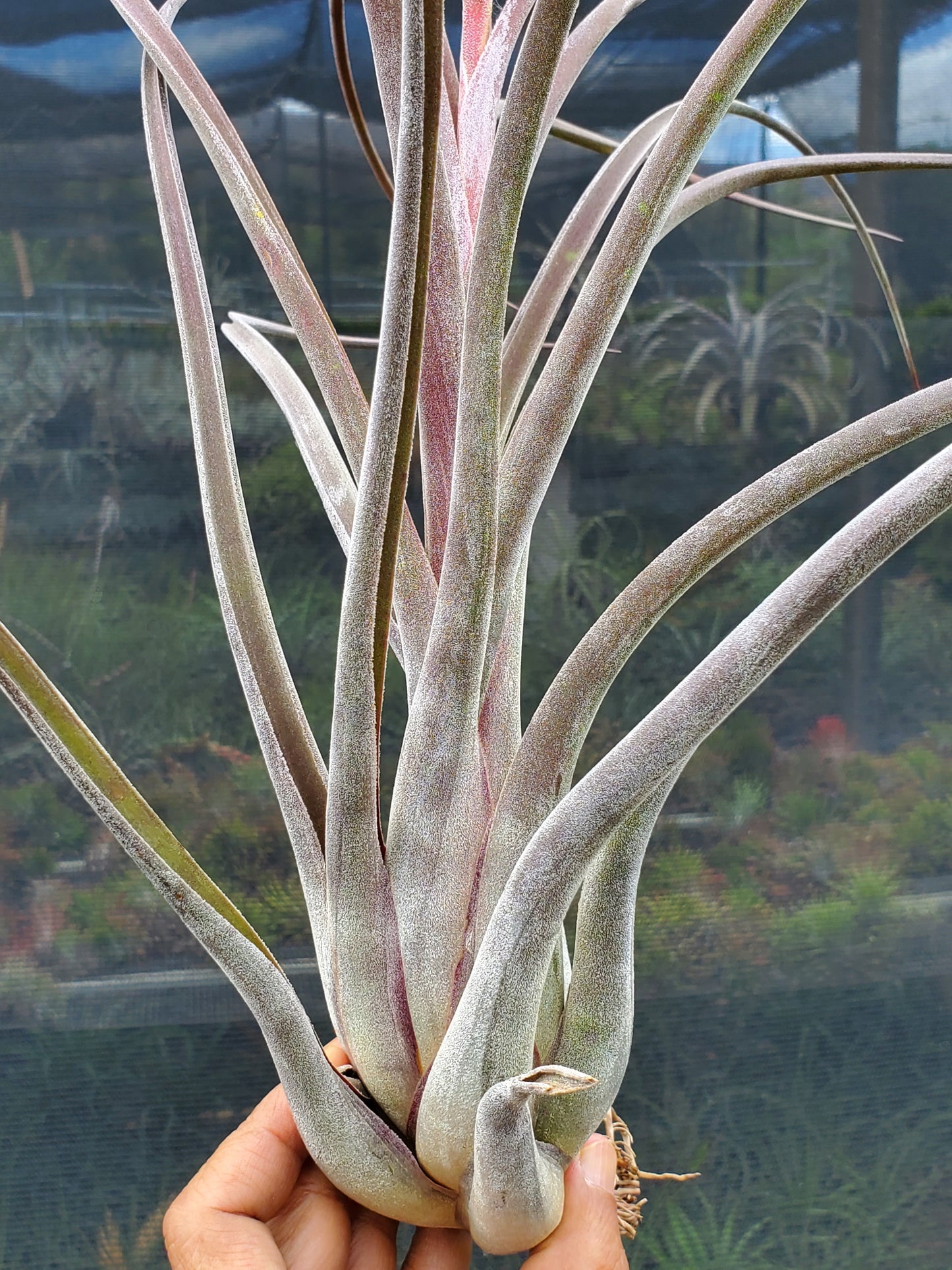 Tillandsia intermedia x caput-medusae. (purple form)