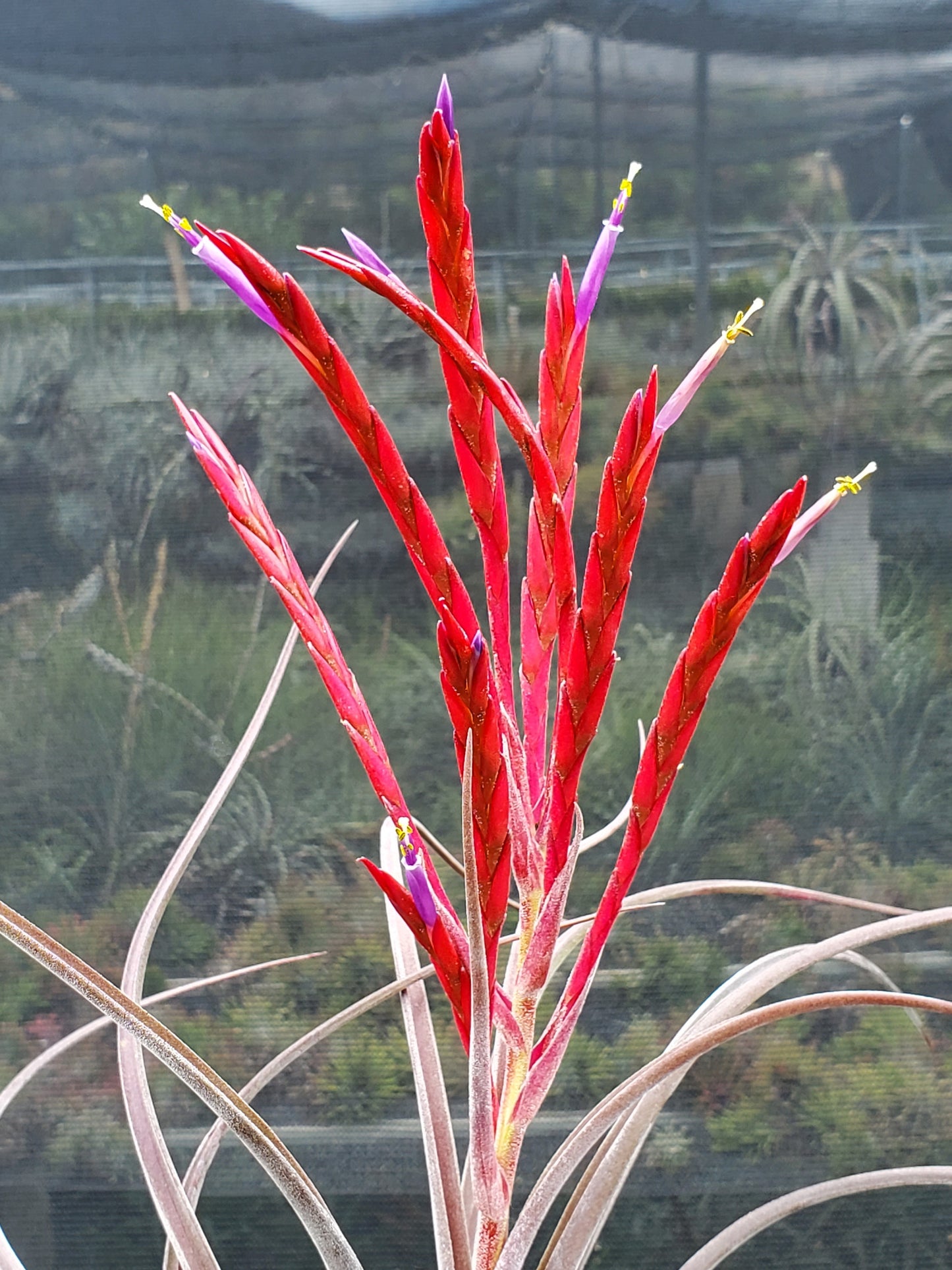 Tillandsia intermedia x caput-medusae. (purple form)