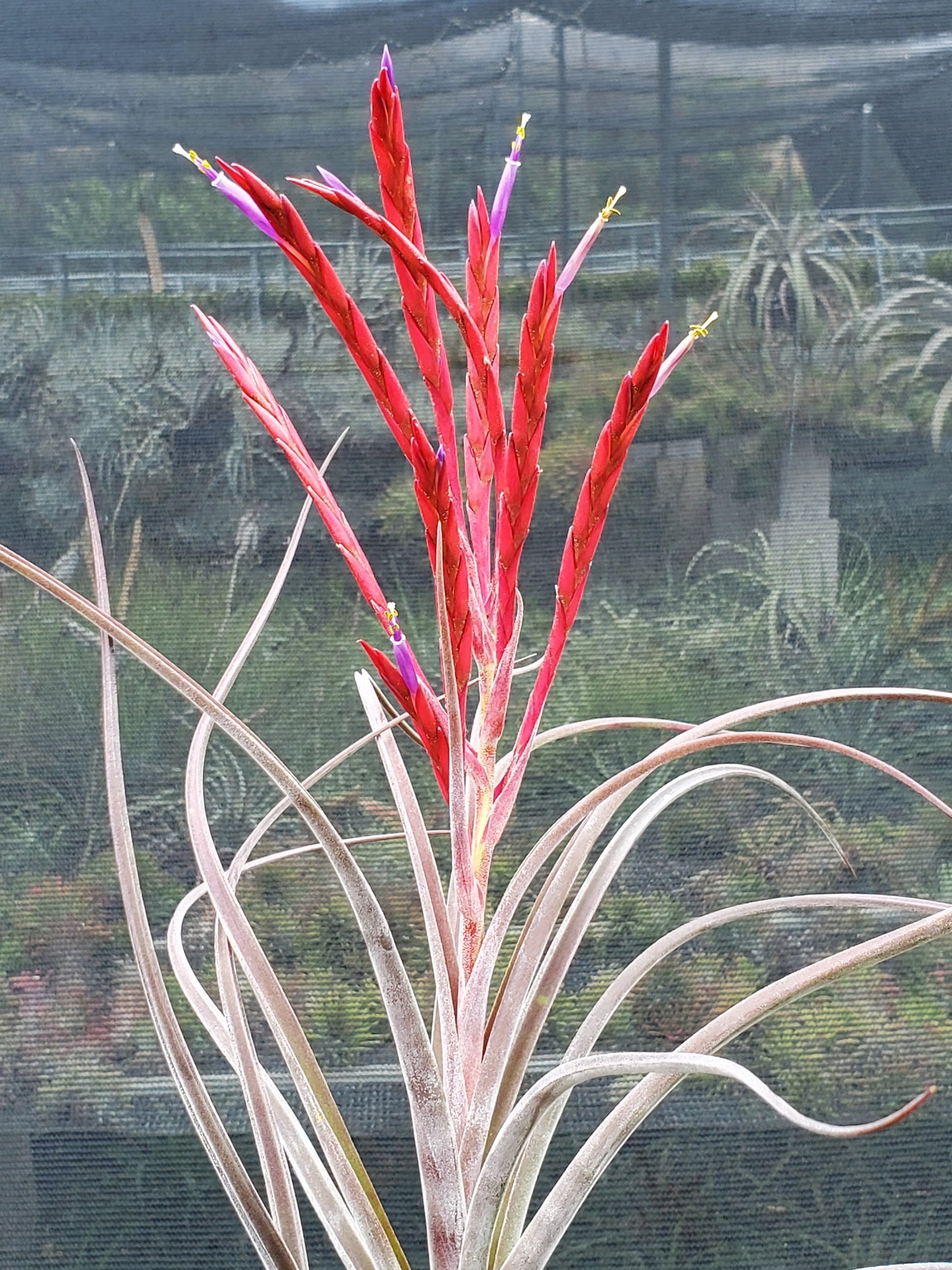 Tillandsia intermedia x caput-medusae. (purple form)