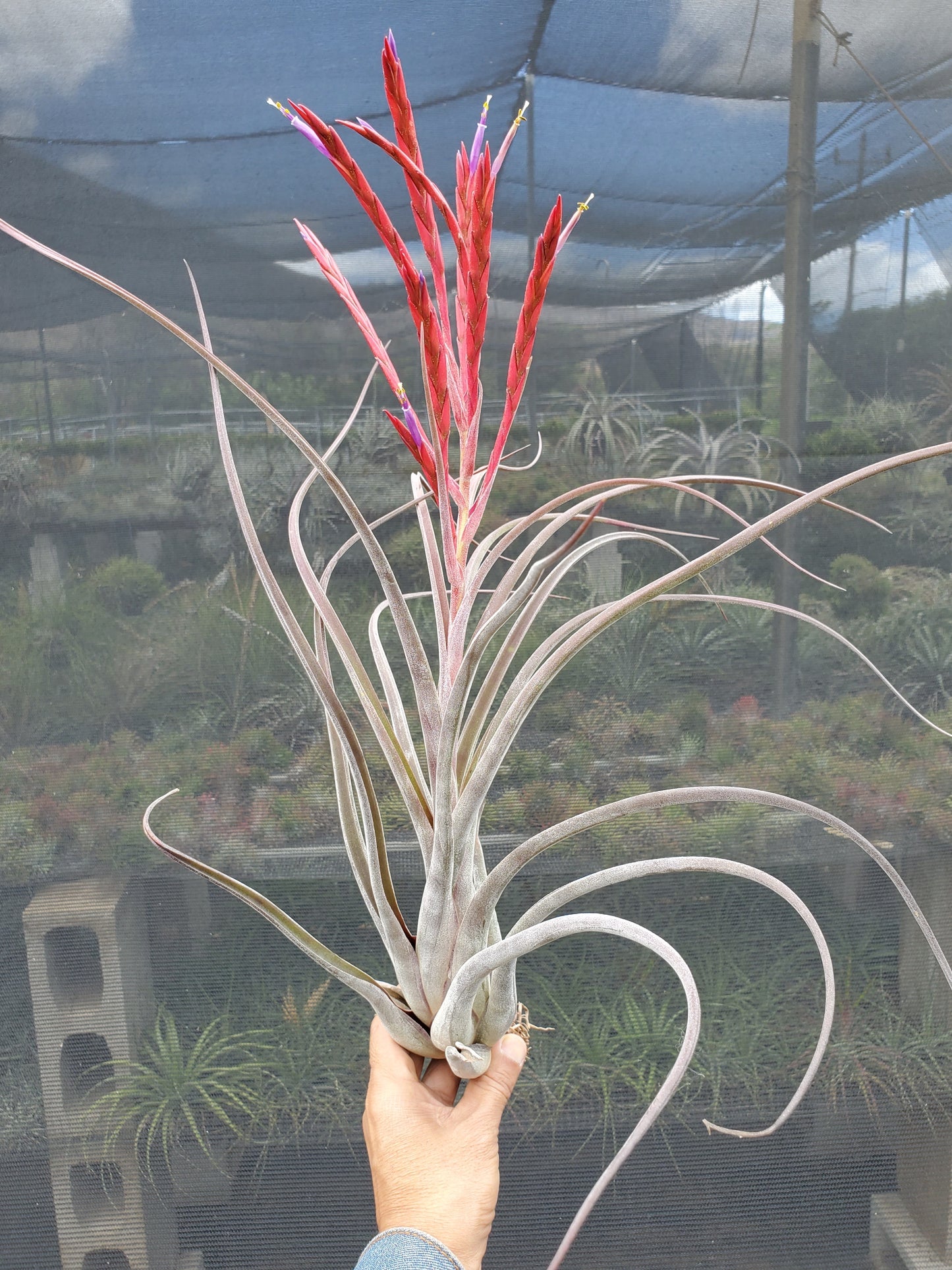 Tillandsia intermedia x caput-medusae. (purple form)