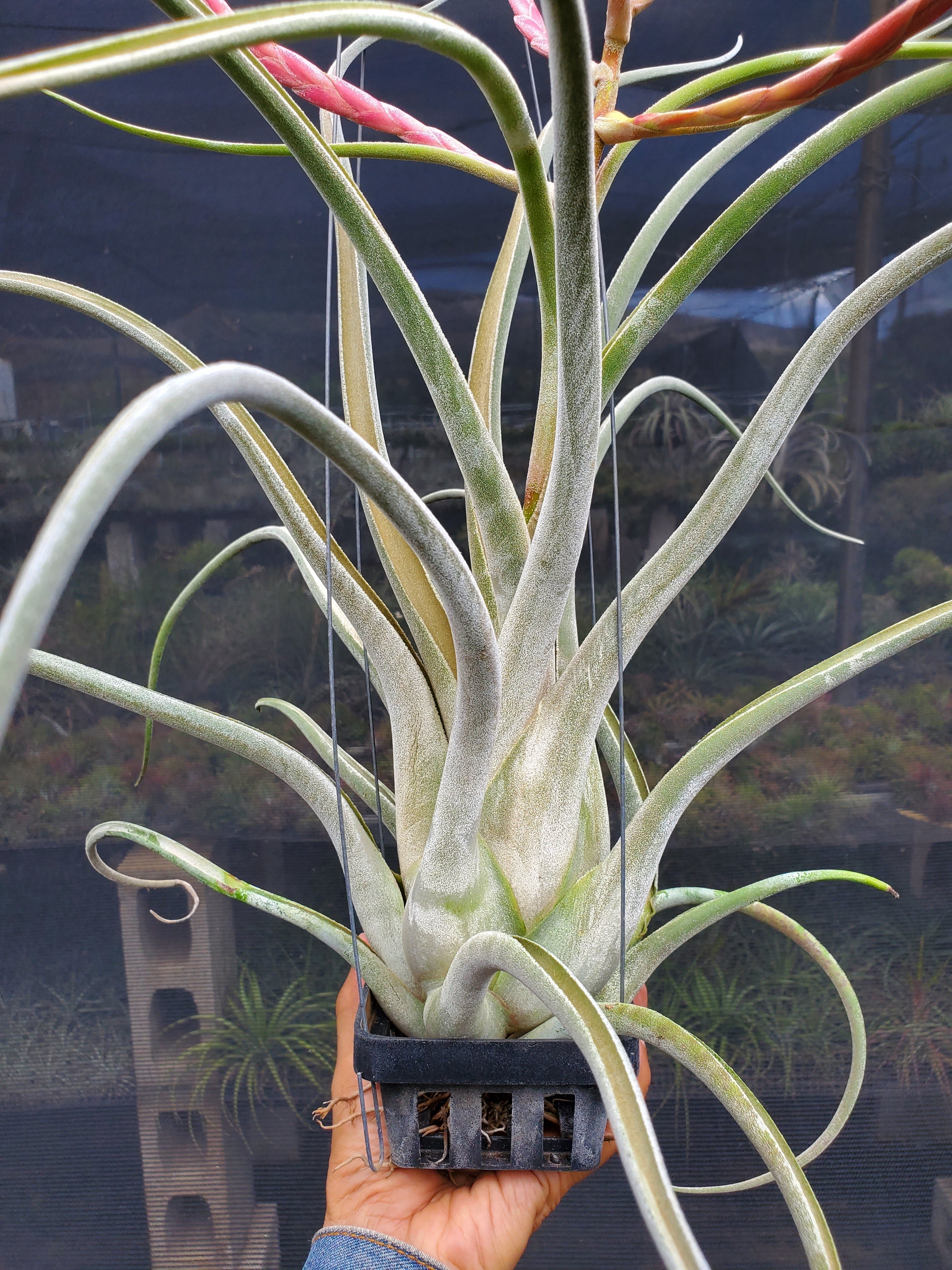 Tillandsia caput-medusae Sonoran Snow – Tillandsia In Hawaii