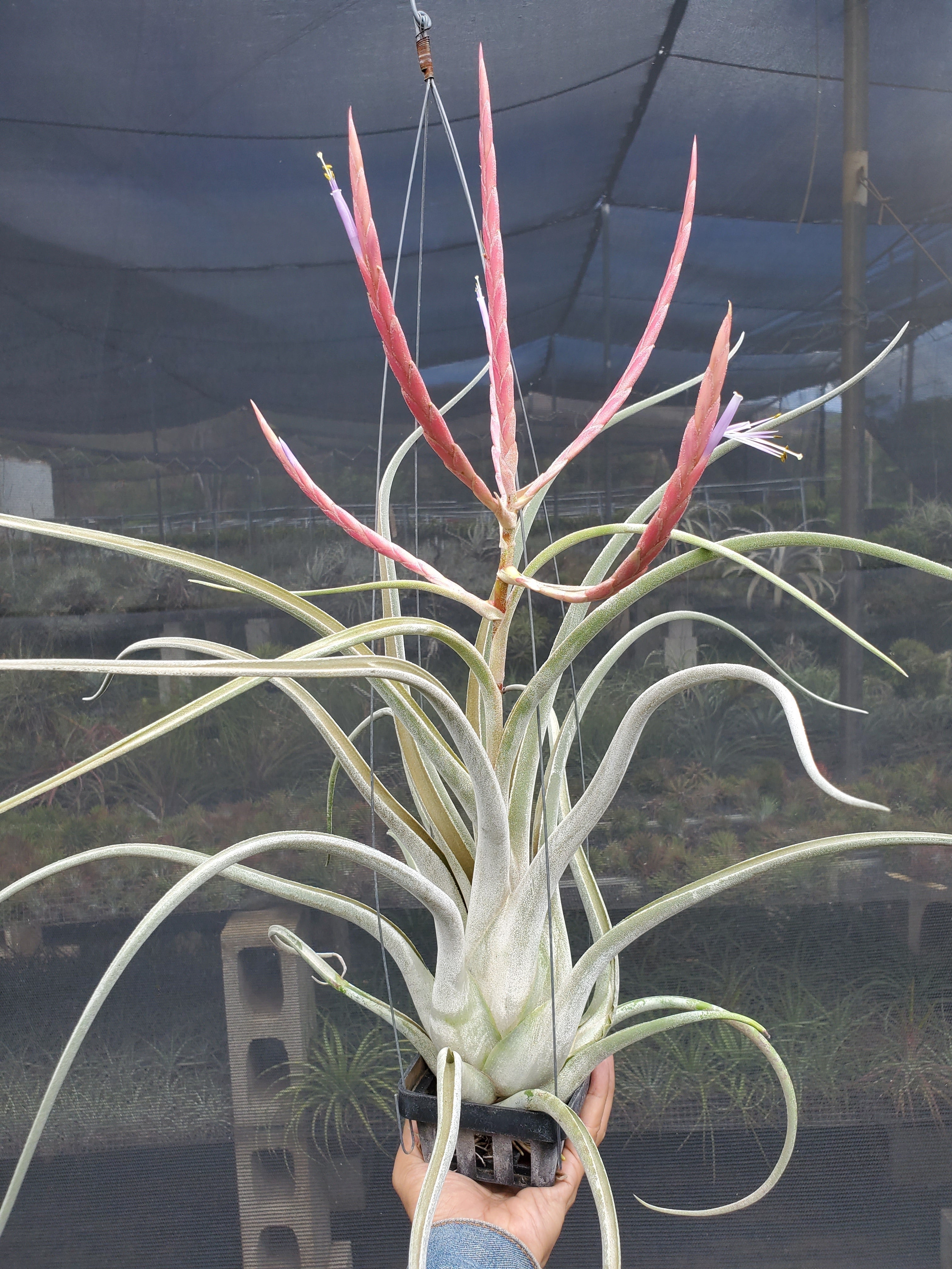 Tillandsia caput-medusae Sonoran Snow – Tillandsia In Hawaii