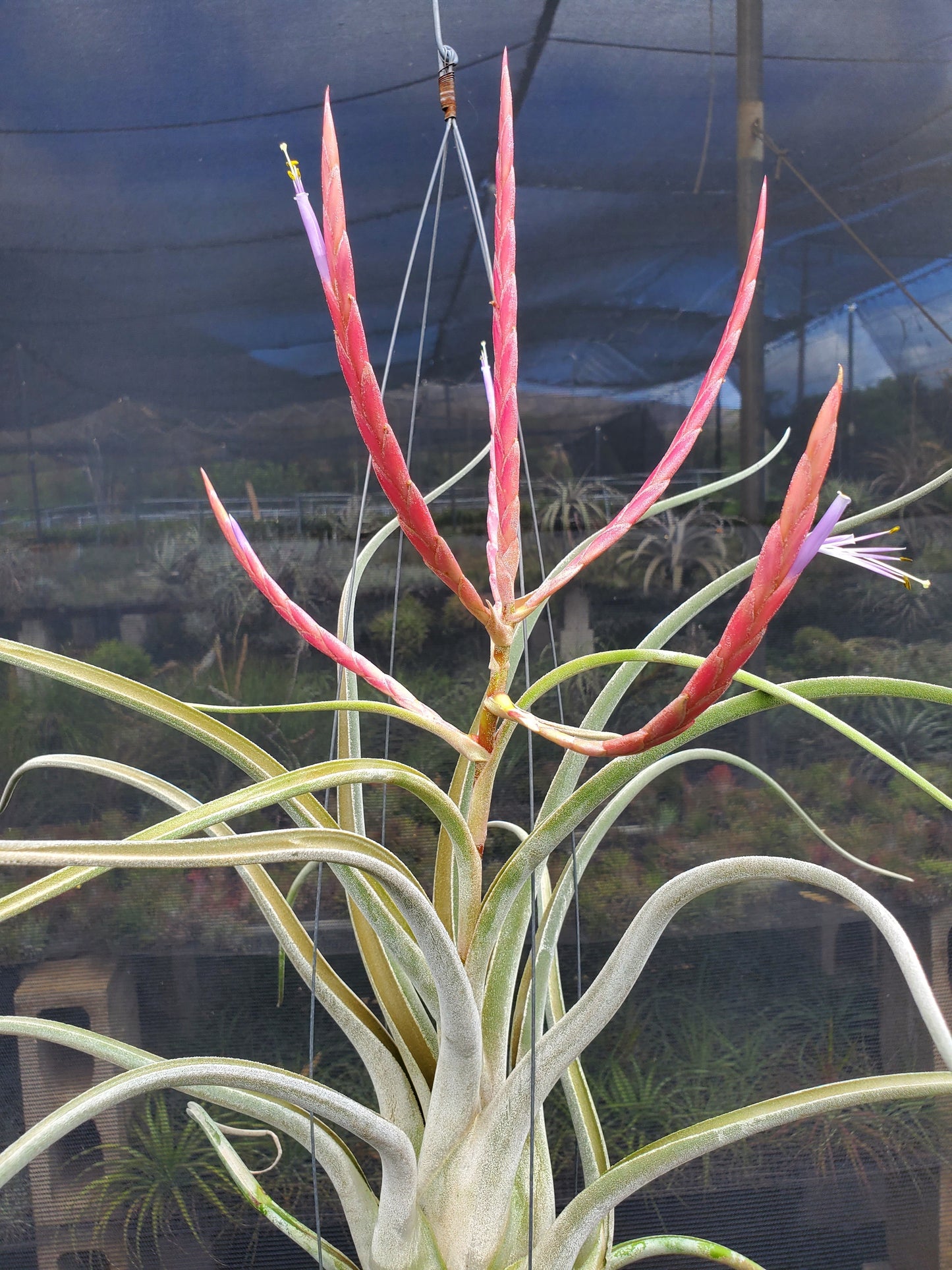 Tillandsia caput-medusae Sonoran Snow