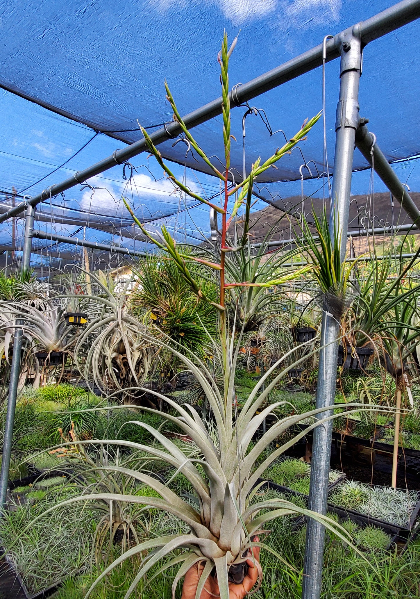 Tillandsia pringlei x streptophylla.