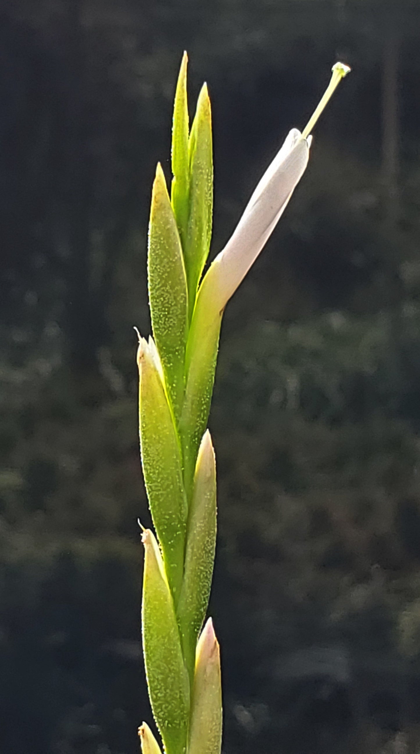 Tillandsia pringlei x streptophylla.