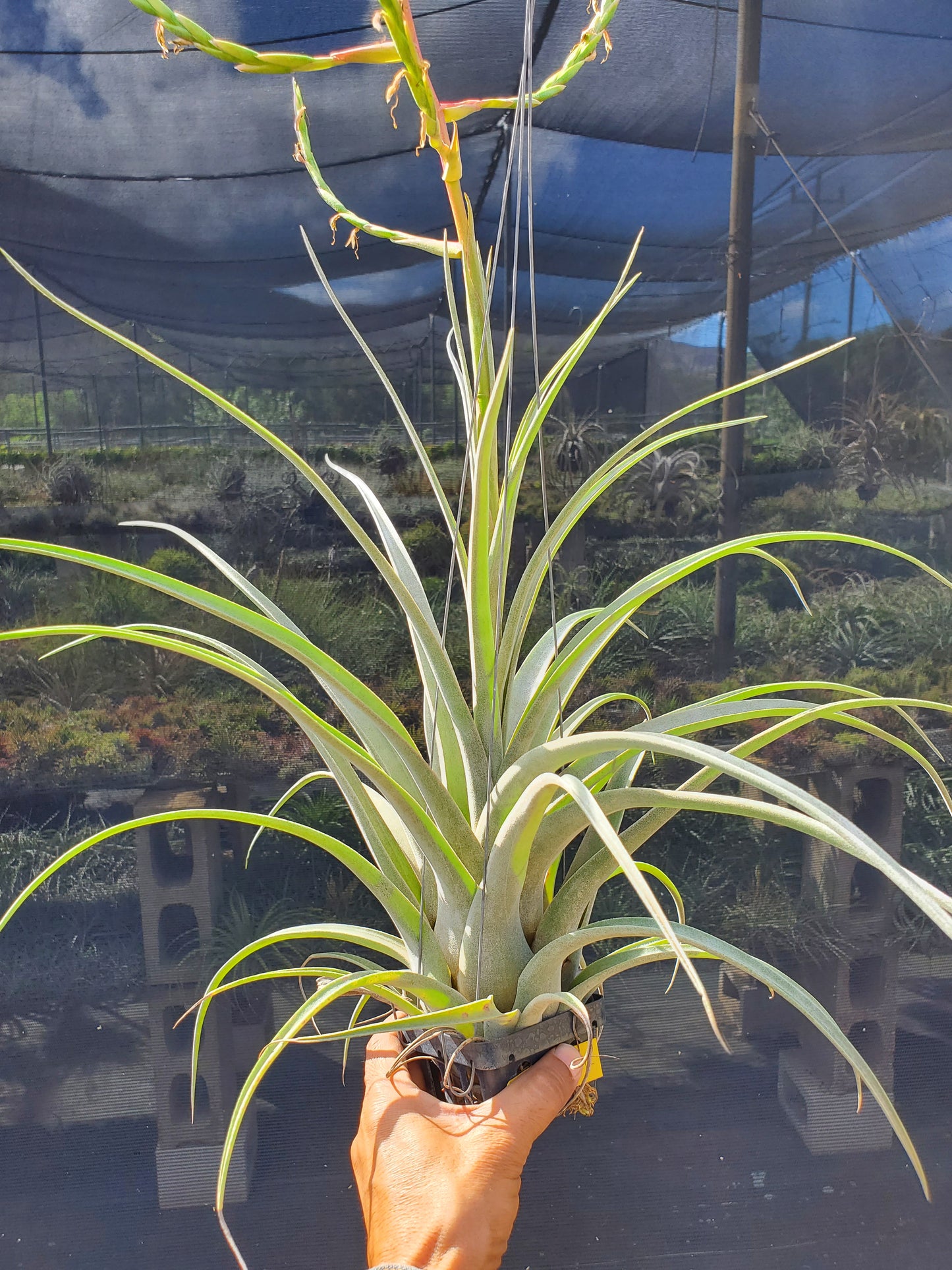 Tillandsia pringlei x streptophylla.