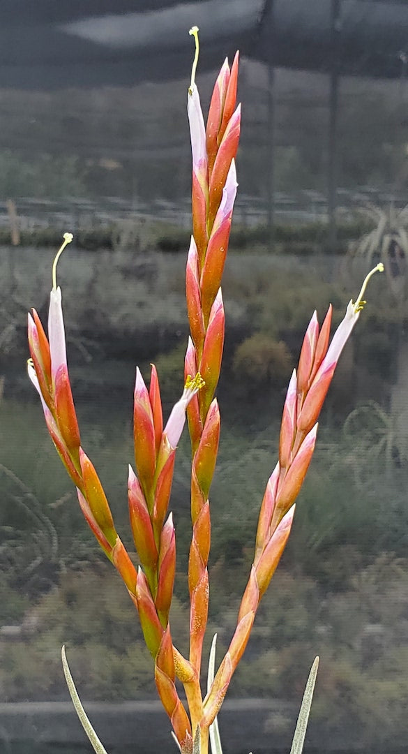 Tillandsia Hawaiian Mischief. (pringlei x caput-medusae)