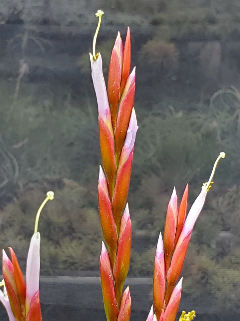 Tillandsia Hawaiian Mischief. (pringlei x caput-medusae)