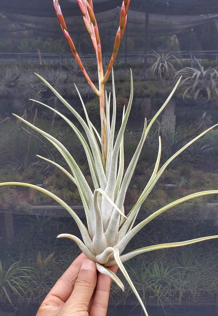 Tillandsia Hawaiian Mischief. (pringlei x caput-medusae)