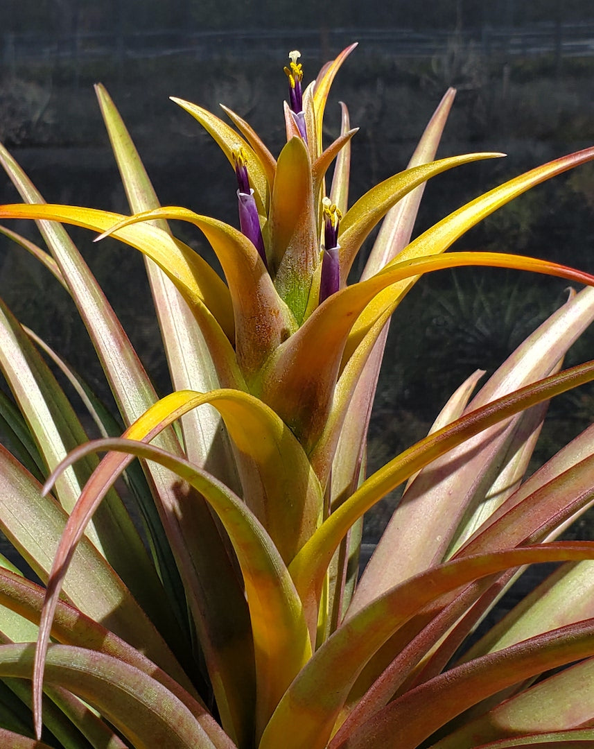 Tillandsia Hawaiian Autumn. (capitata orange form x capitata Roja)