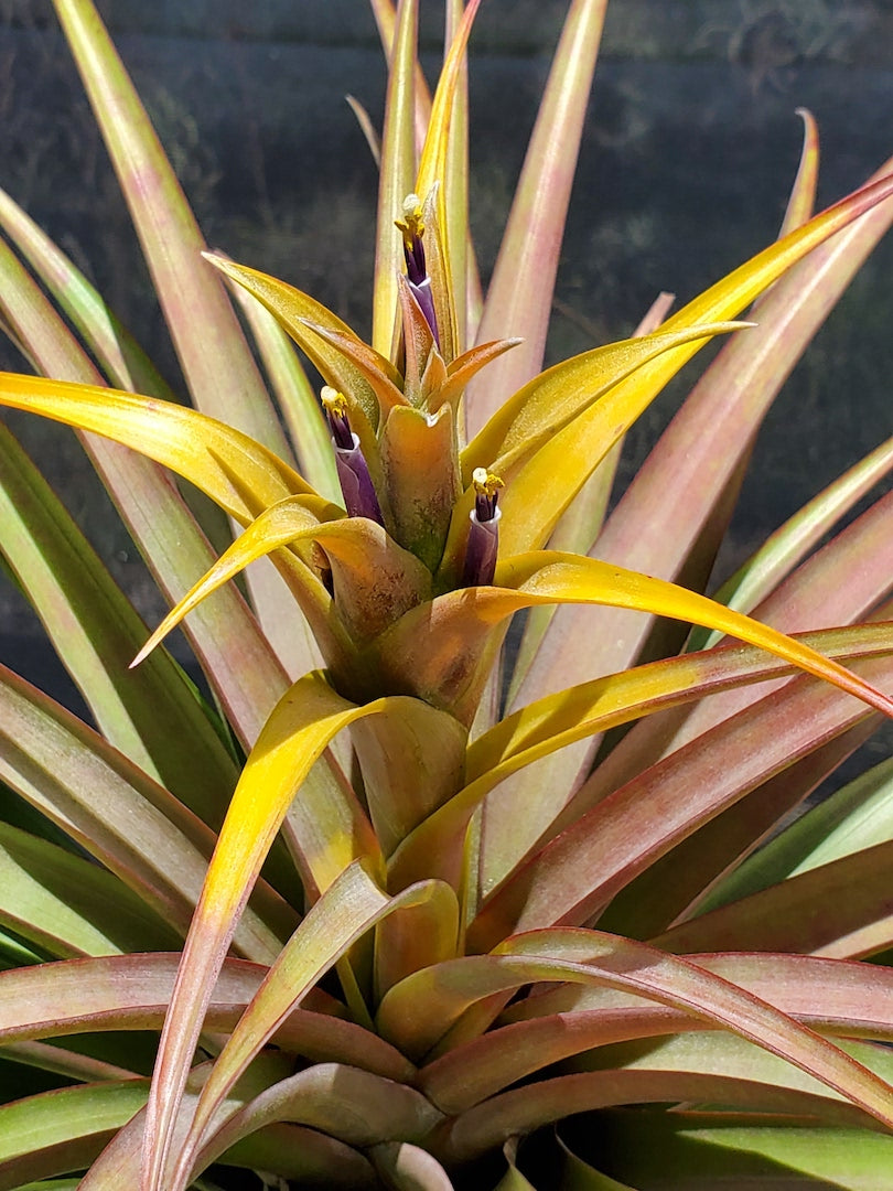 Tillandsia Hawaiian Autumn. (capitata orange form x capitata Roja)