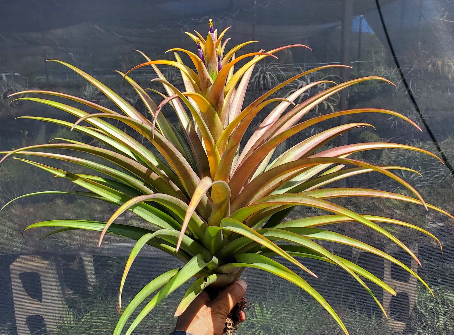 Tillandsia Hawaiian Autumn. (capitata orange form x capitata Roja)