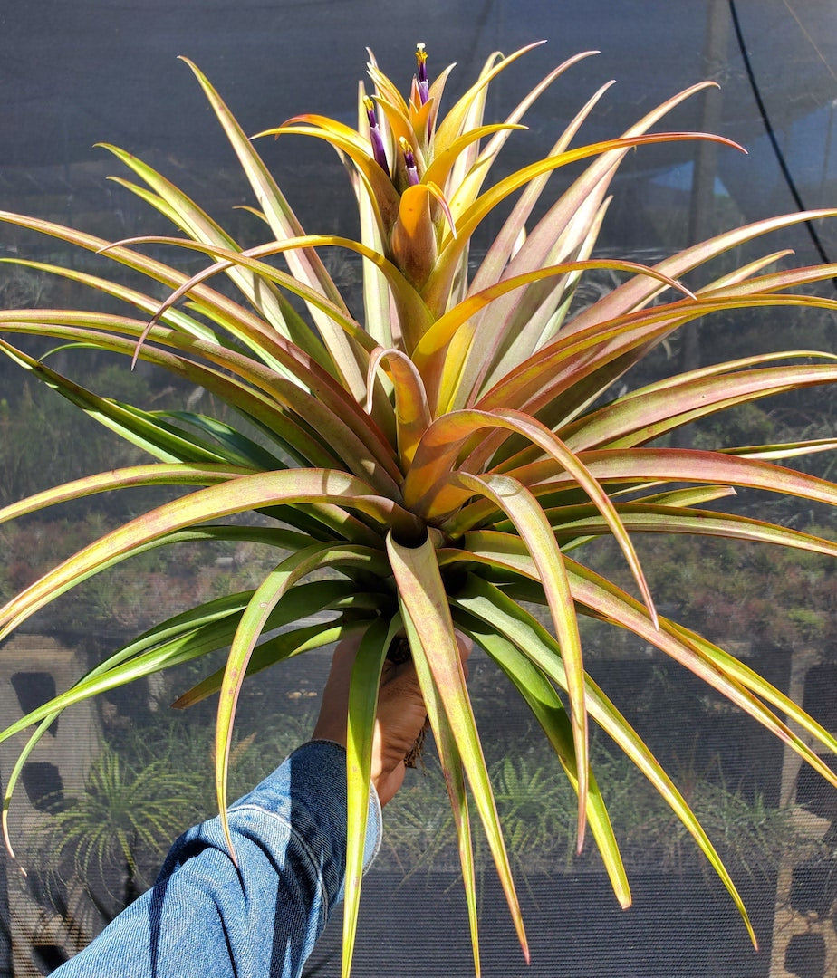 Tillandsia Hawaiian Autumn. (capitata orange form x capitata Roja)