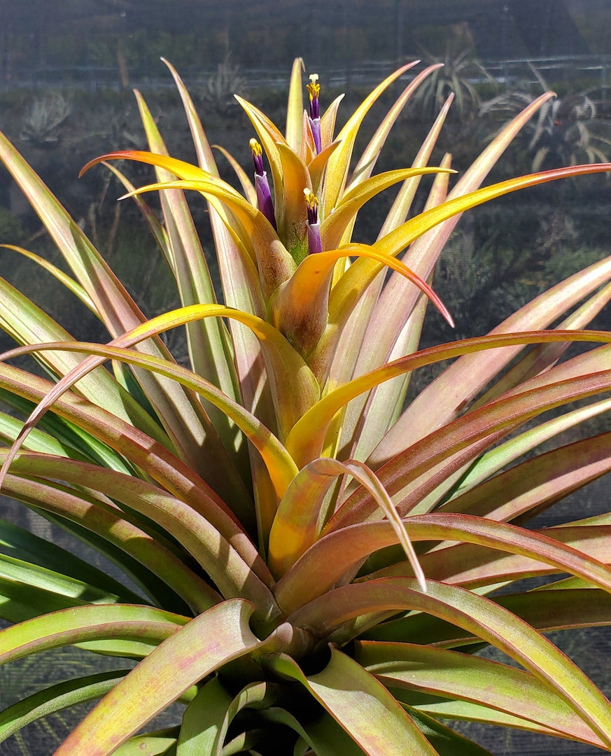 Tillandsia Hawaiian Autumn. (capitata orange form x capitata Roja)