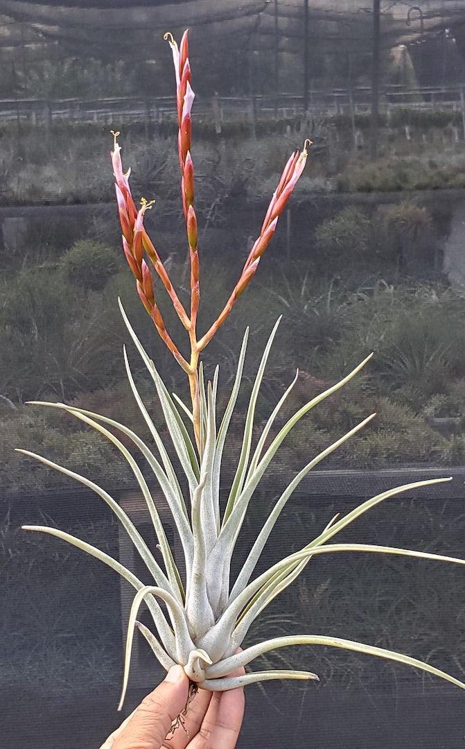 Tillandsia Hawaiian Mischief. (pringlei x caput-medusae)