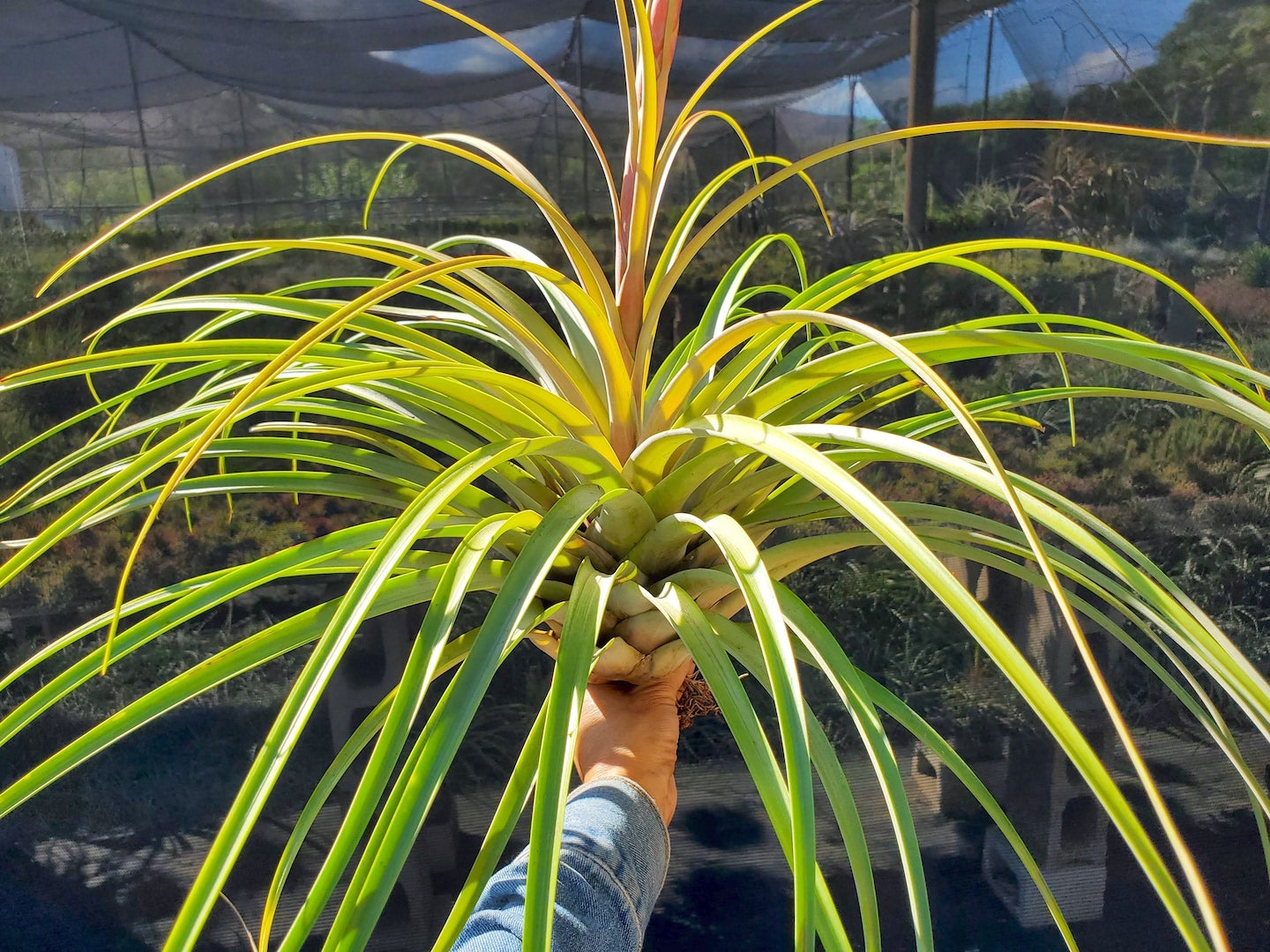 Tillandsia Hawaiian Dragon. (magnispica x rothii)