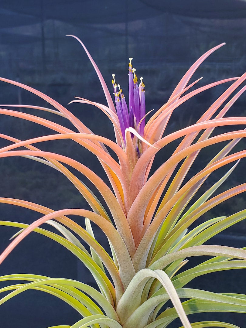 Tillandsia Hawaiian Sweetheart. (Aleta x riohondoensis)